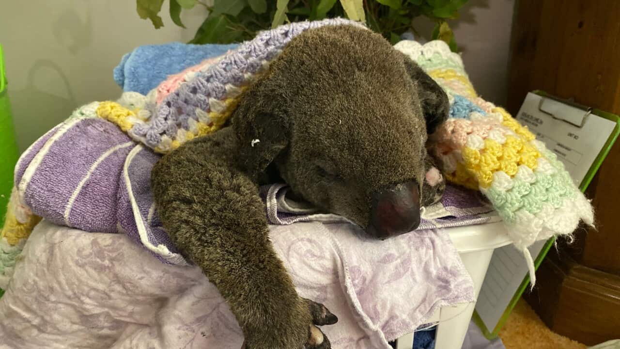 koalas
