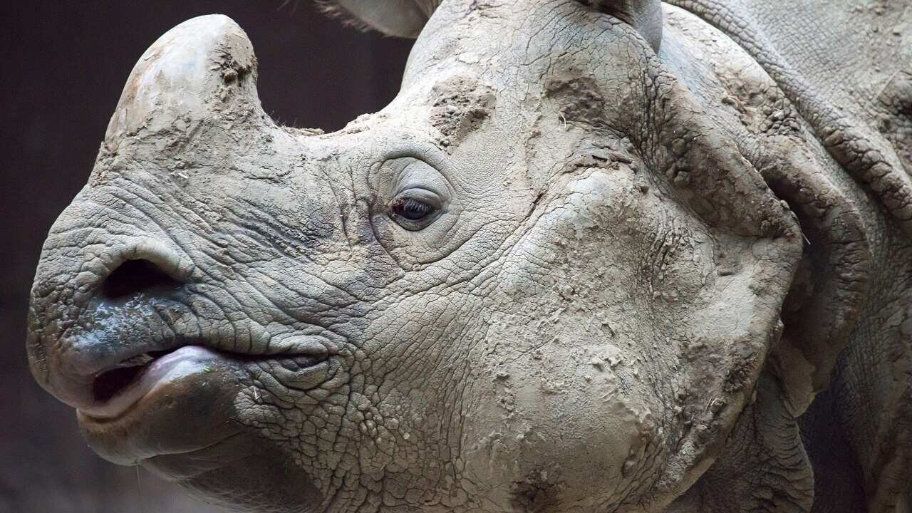 Java rhinoceros are listed as critically endangered of extinction.