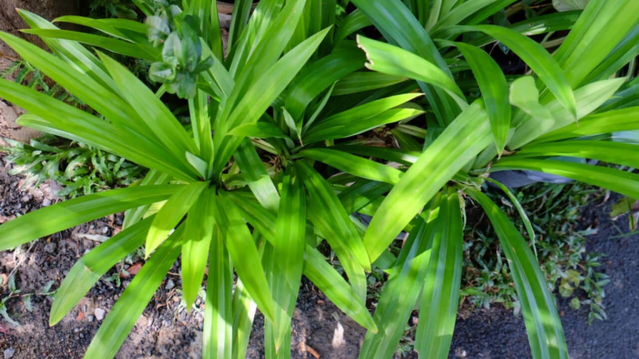 Close up of pandan leaf at back yard, top view