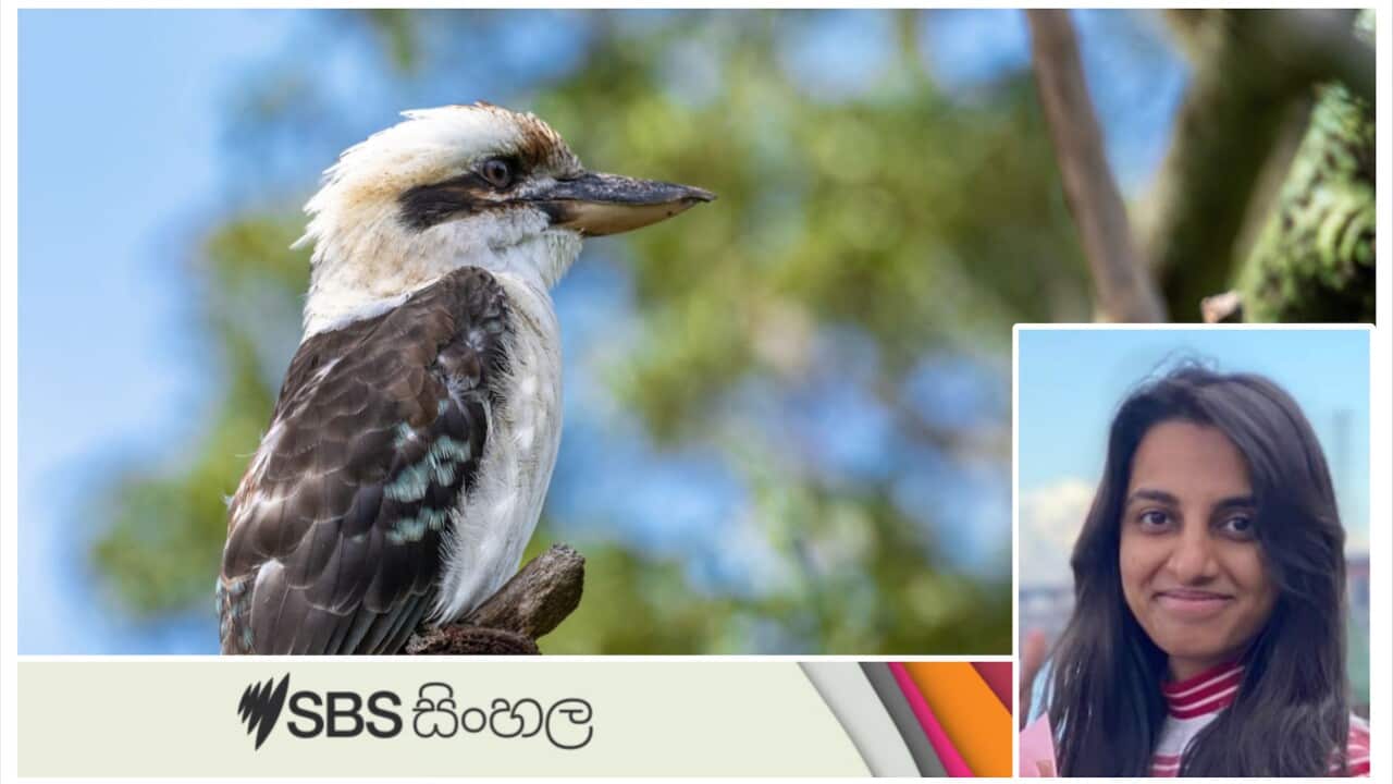 sinhala_19092024_kookaburra_interview