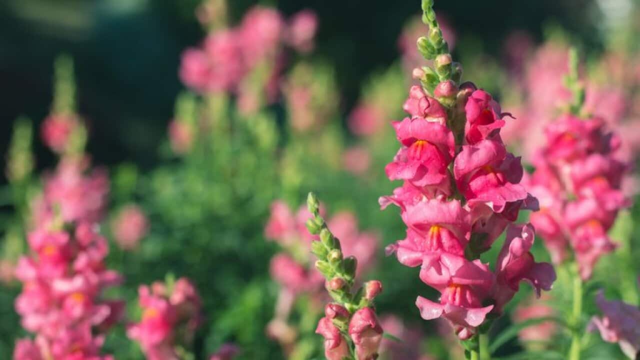 Pink snapdragon flower in garden