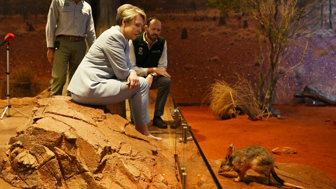 A bilby meets Federal Environment Minister Tanya Plibersek