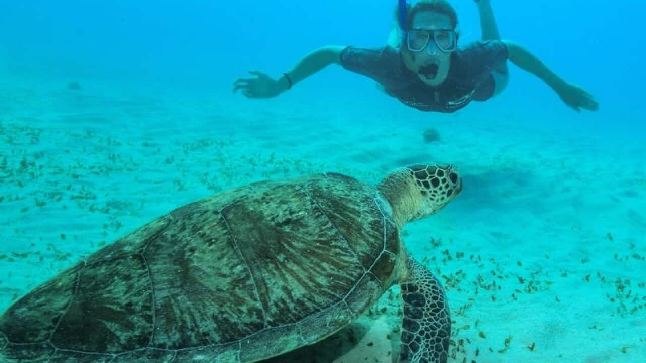 Emily McKeon snorkeling on the Great Barrier Reef, off Cairns.