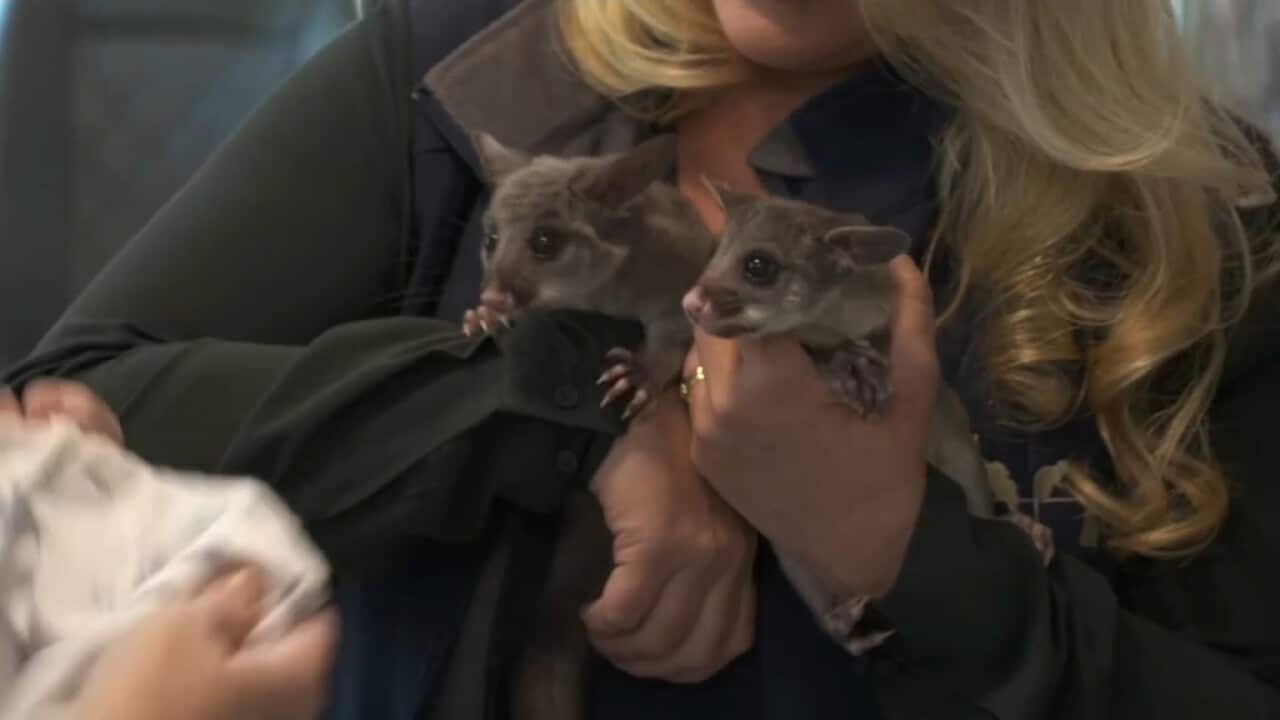 Looking after two injured possums in the vets van (AP).jpg