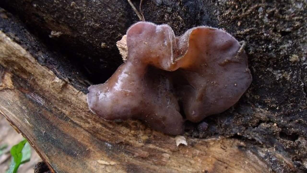 Black fungus is good for patients with Hyperlipidemia