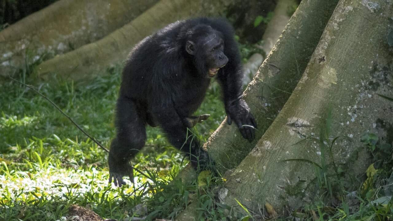 A chimpanzee drums on tree as he joins others in the Budongo Forest of Uganda in May 2017_Supplied_Adrian Soldati.jpg