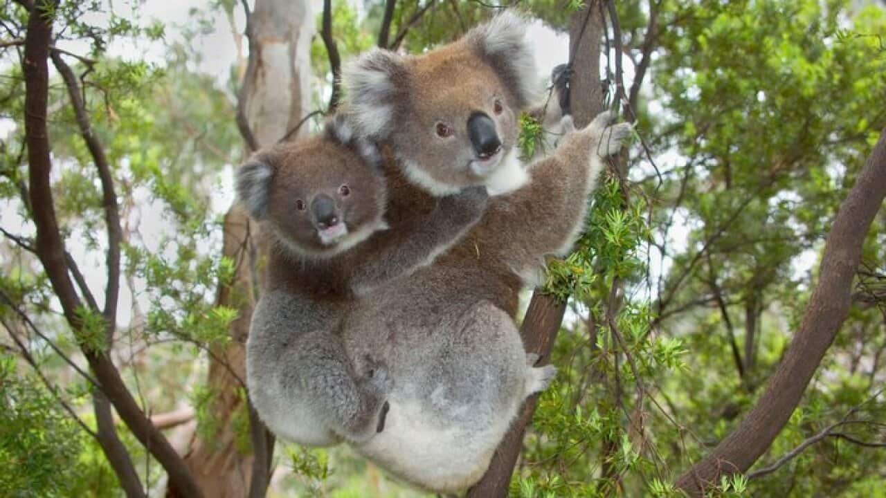 Koala mother with piggybacking young climbs up a tree to change to a new feeding and sleeping tree.