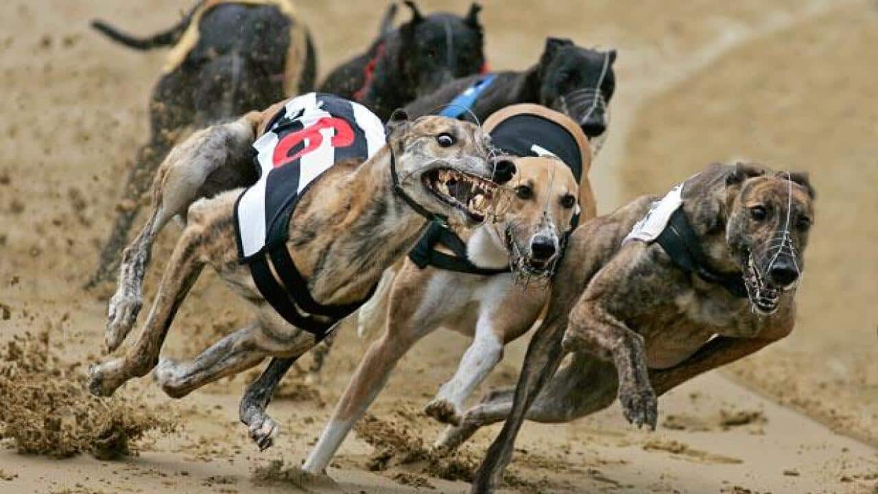 Greyhounds