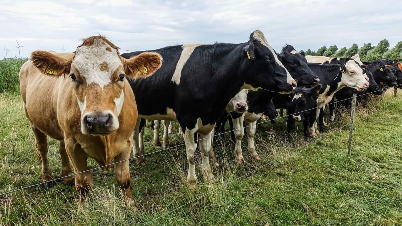 Livestock are a source of greenhouse gases