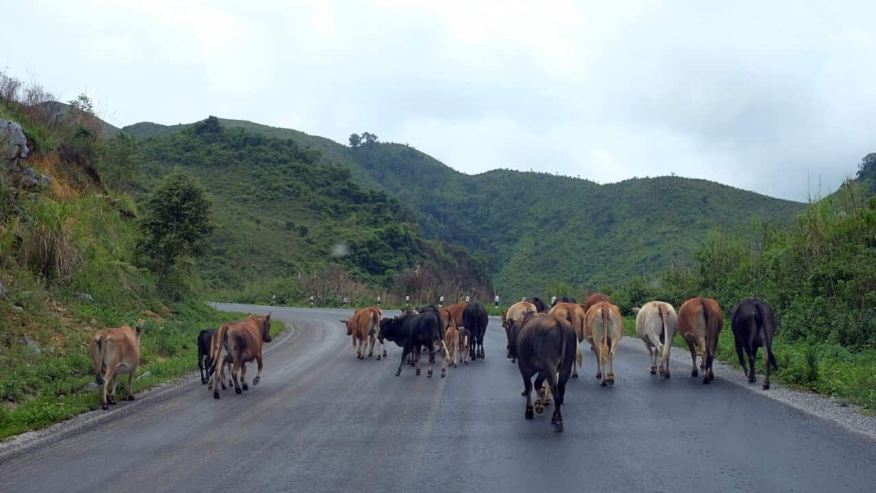 Cattle on a Lao highway (Getty Images-kevin yulianto)