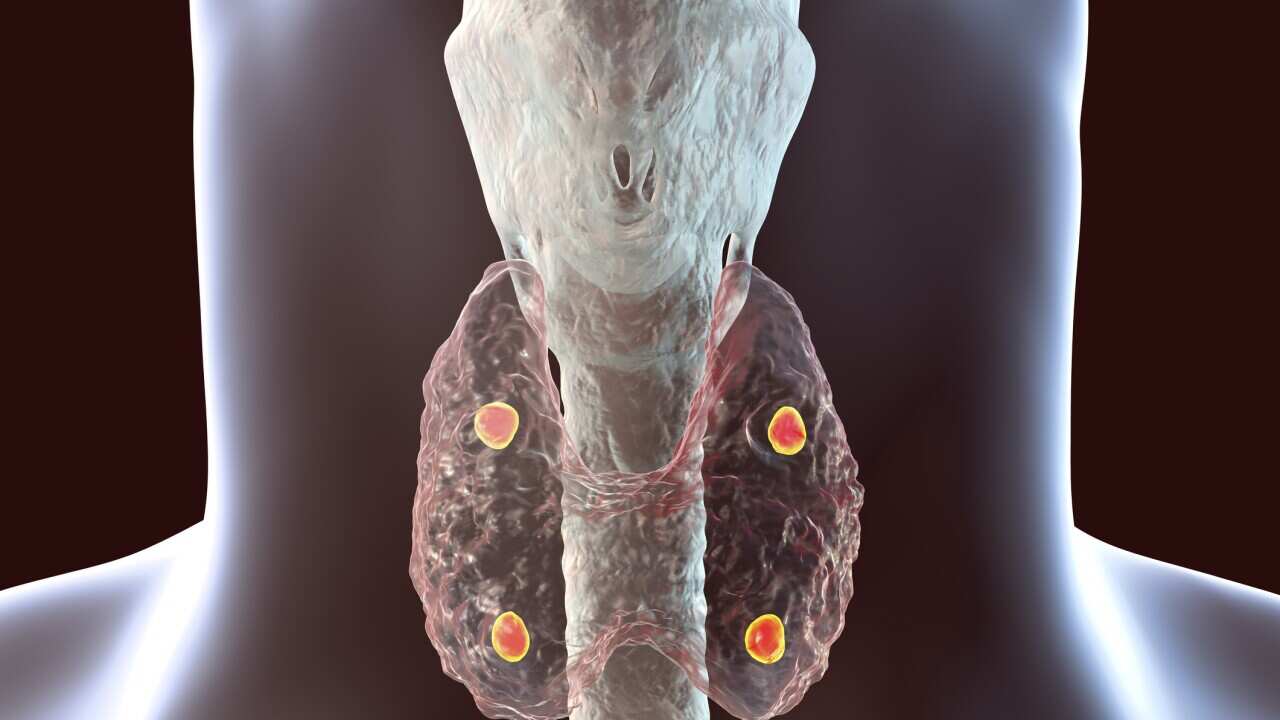 Parathyroid glands, illustration