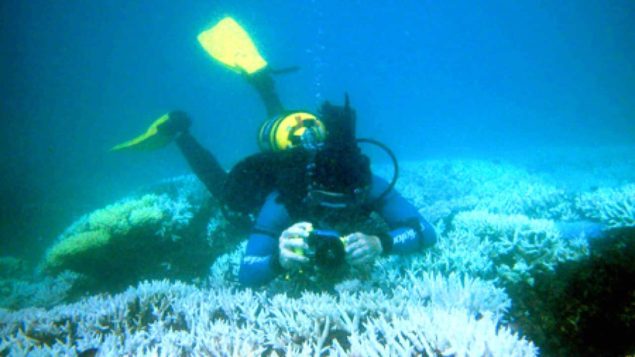 great_barrier_reef_coral_100503_B_getty_504453914