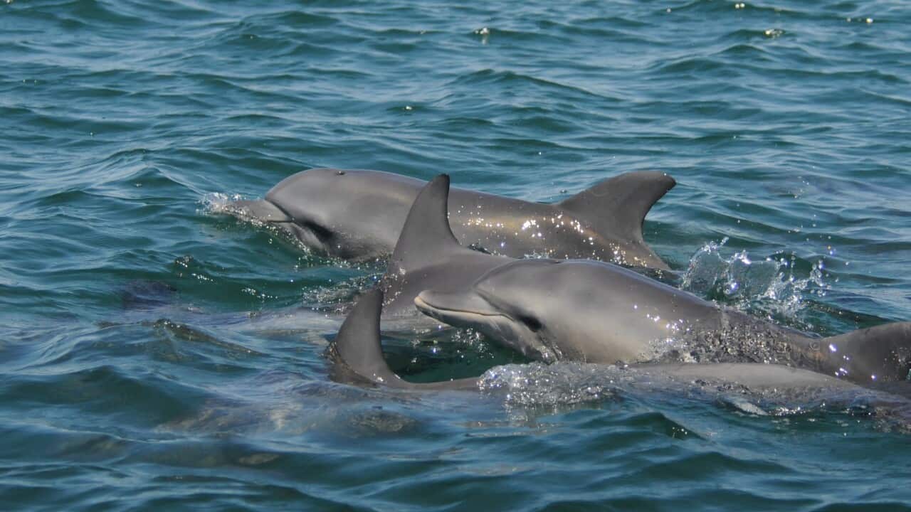 Dolphins swimming in the ocean.