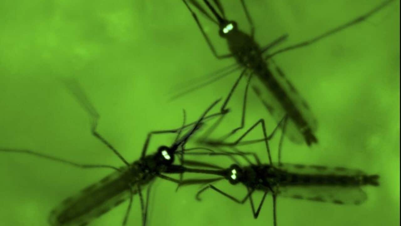 Close-up of malaria mosquitoes