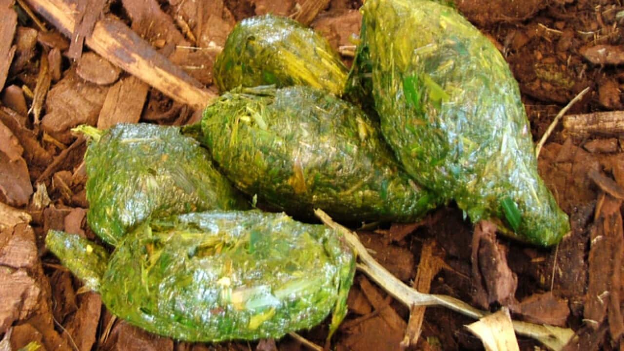 panda_poo_111114_Bgetty_2127700449