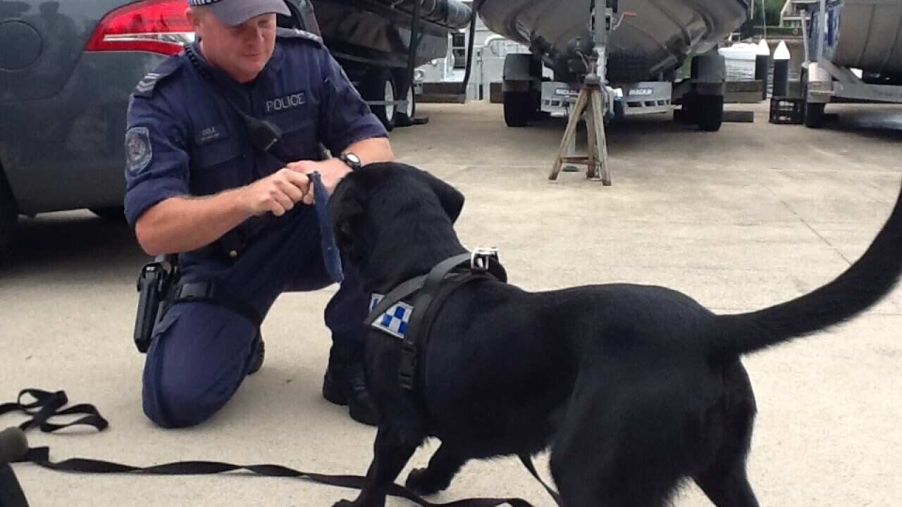 NSW BLOOD DETECTION DOG