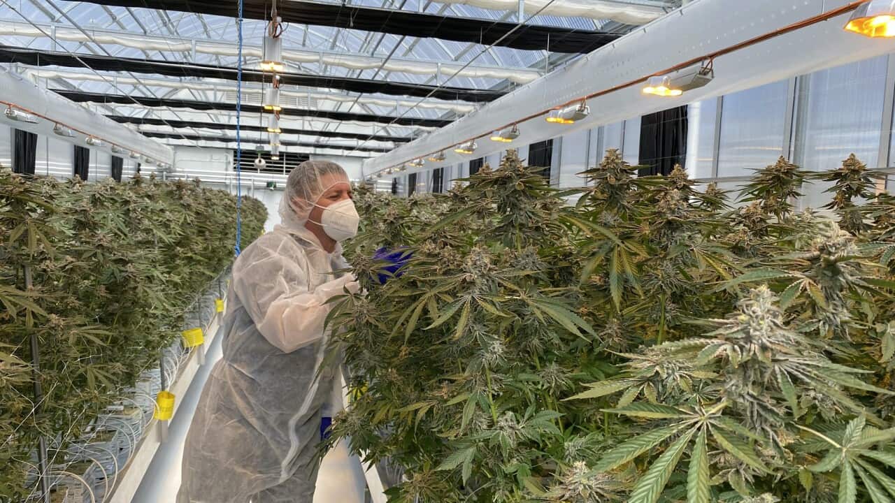 A cannabis growing facility near Armidale, NSW (AAP).
