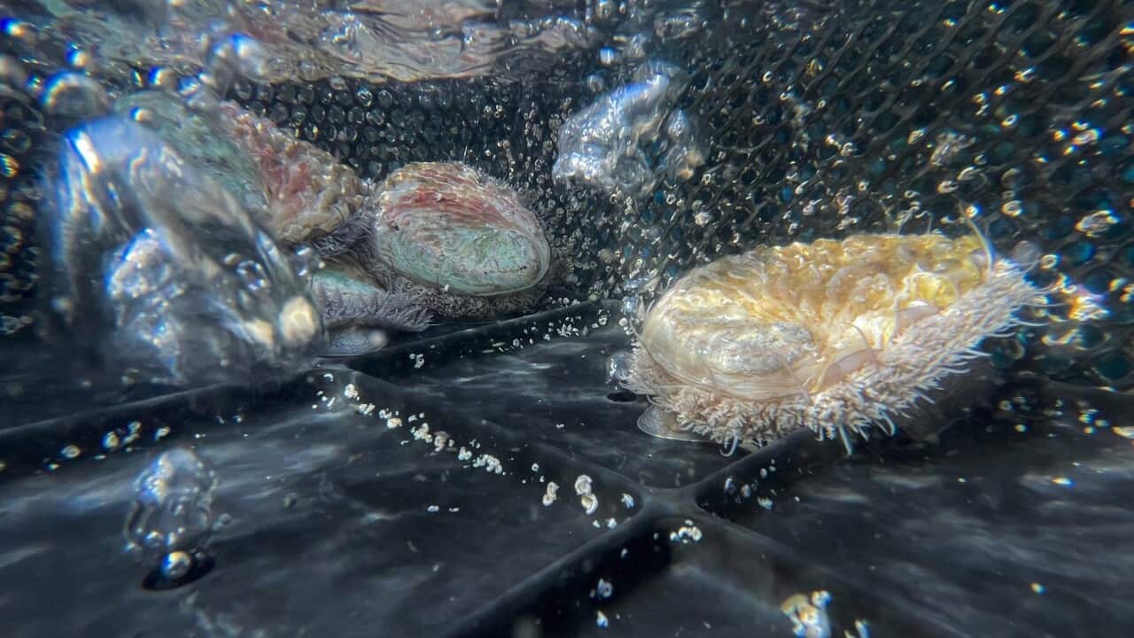 APTOPIX South Africa Abalone