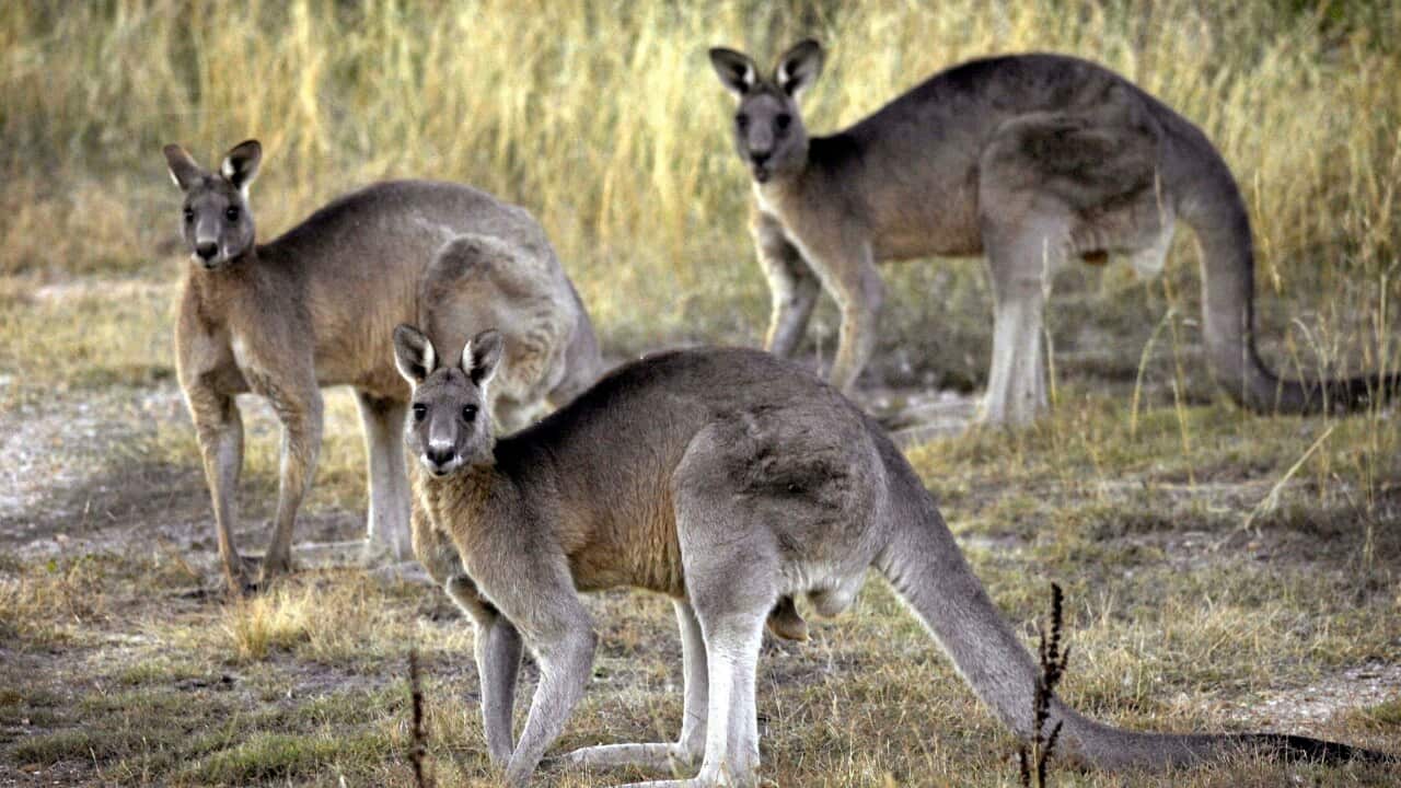Grey kangaroos feed on grass.