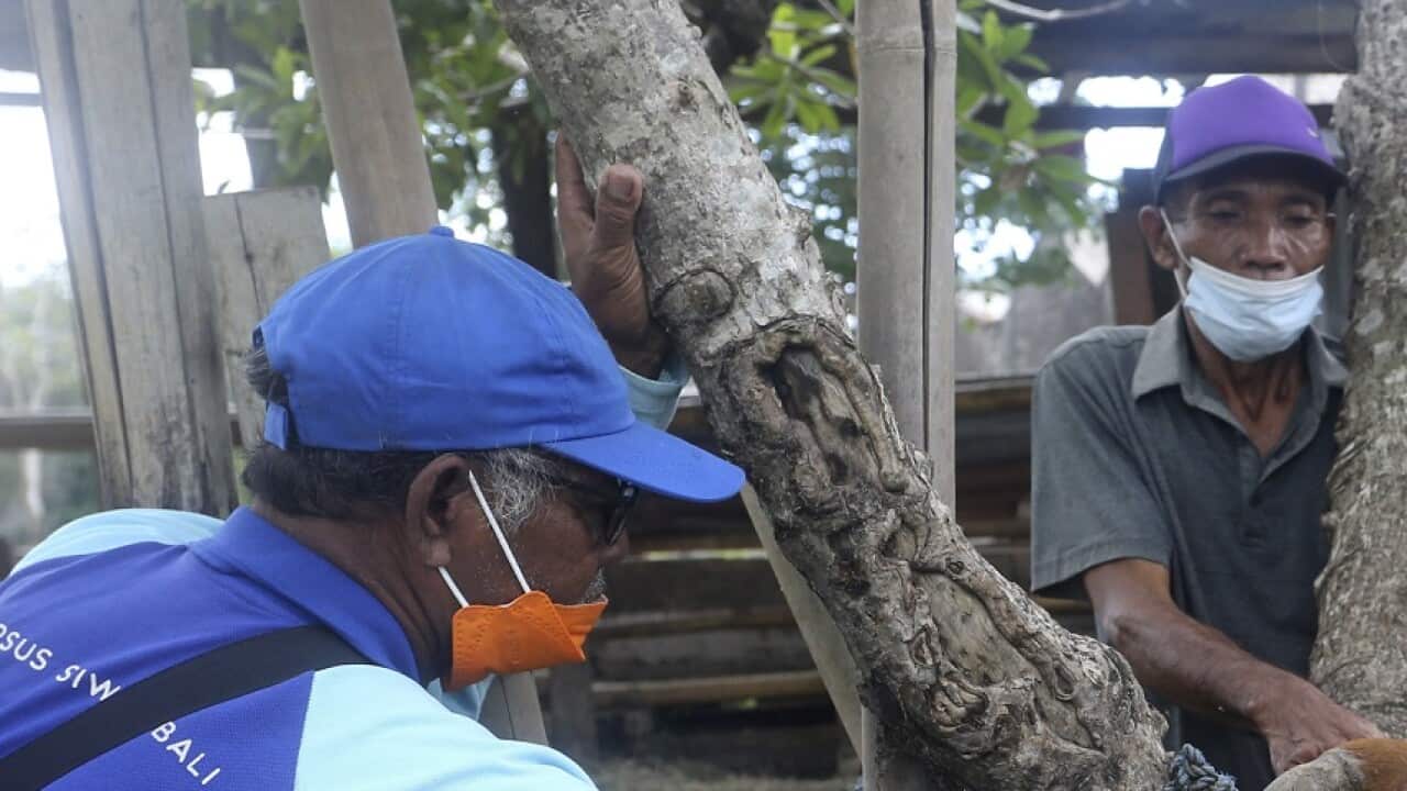 Agriculture Ministry officials give vaccination to a cow during a campaign to prevent the spread of a the highly infectious foot-and-mouth disease.