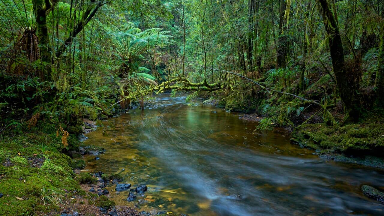 Julius River flowing through temperate rainforest