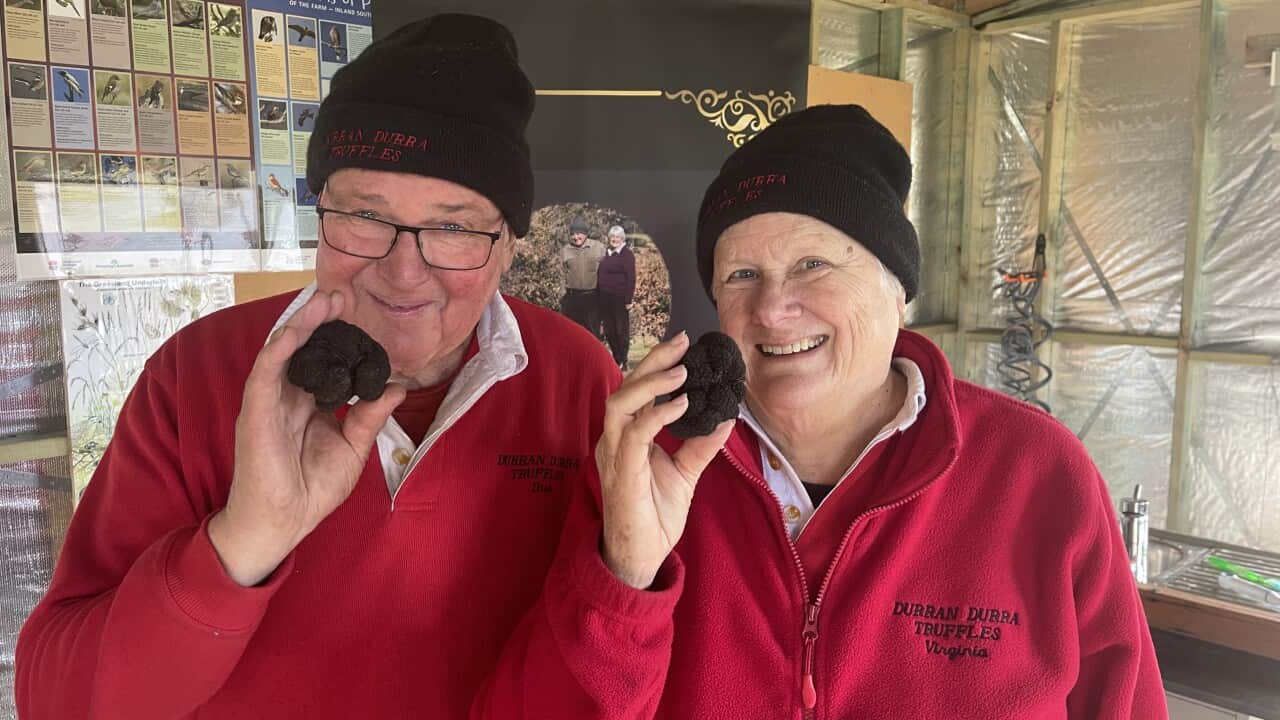 Dick Groot Obbink and his wife Virginia at Durran Durra Truffles (SBS-Sandra Fulloon).jpg