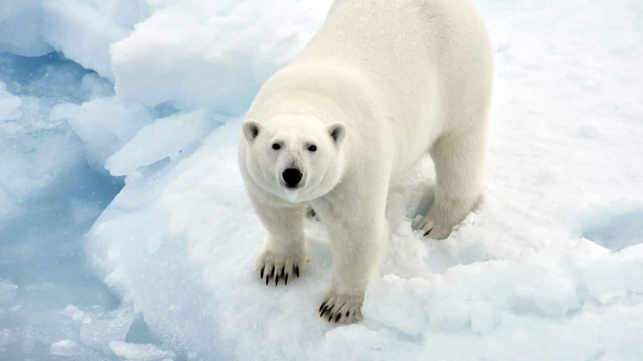 A polar bear on an ice floe in the Arctic Ocean, August 2017.
