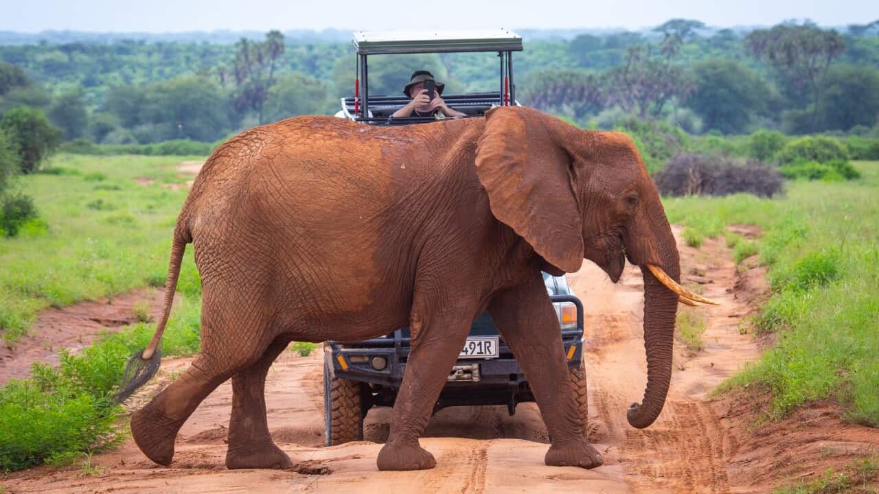 Elephant passing in front of a tourist car, Samburu County, Samburu National Reserve, Kenya
