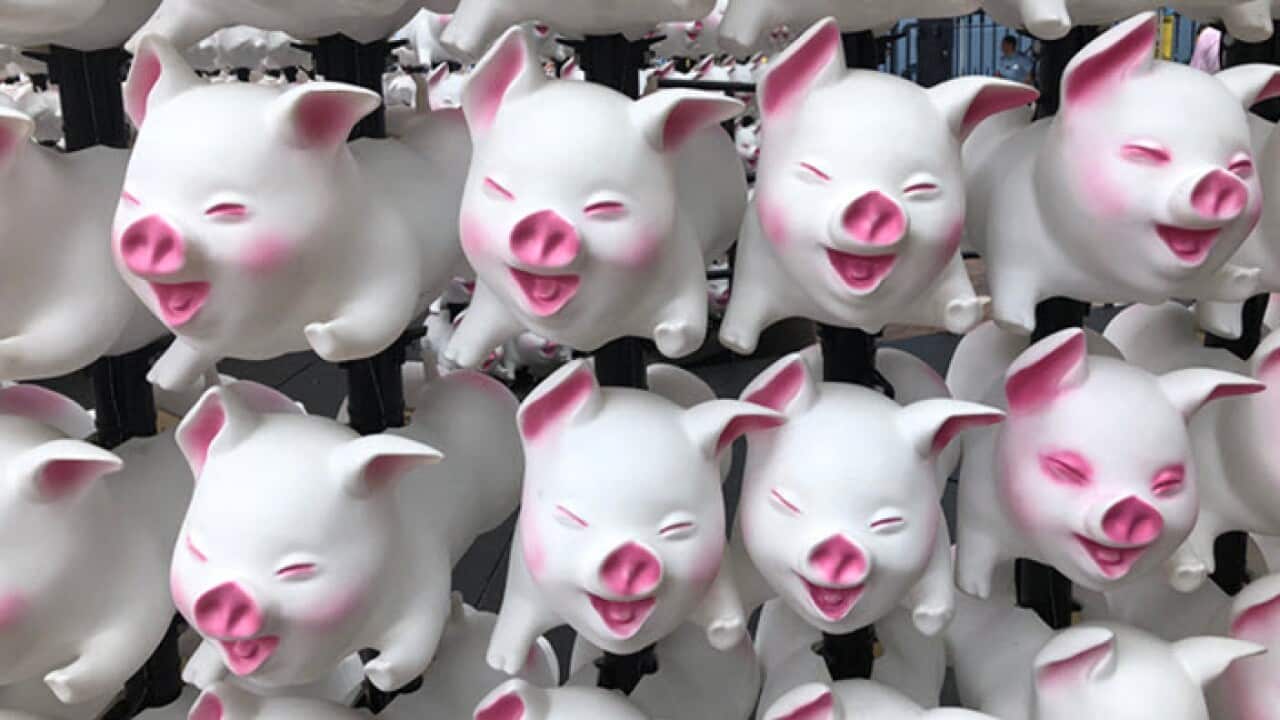 Year of the Pig