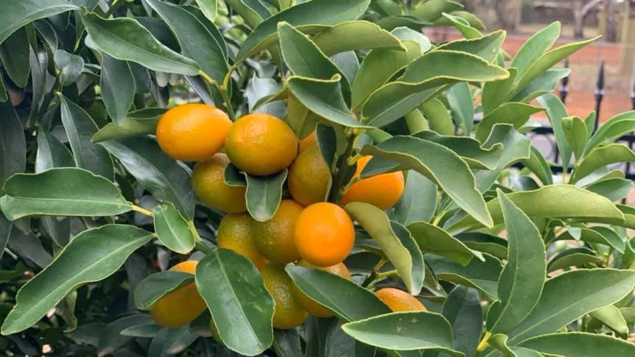 bon phan cho cay main photo.jpg