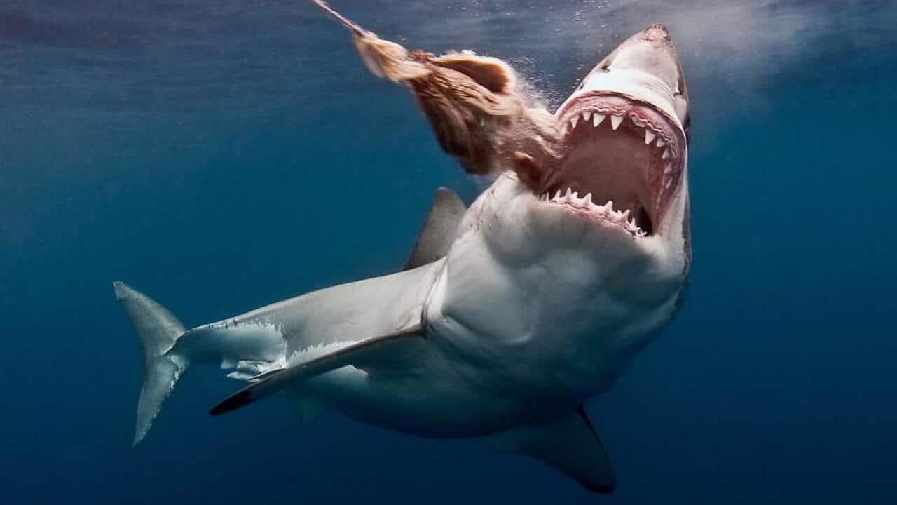 animales peligrosos en el mundo
