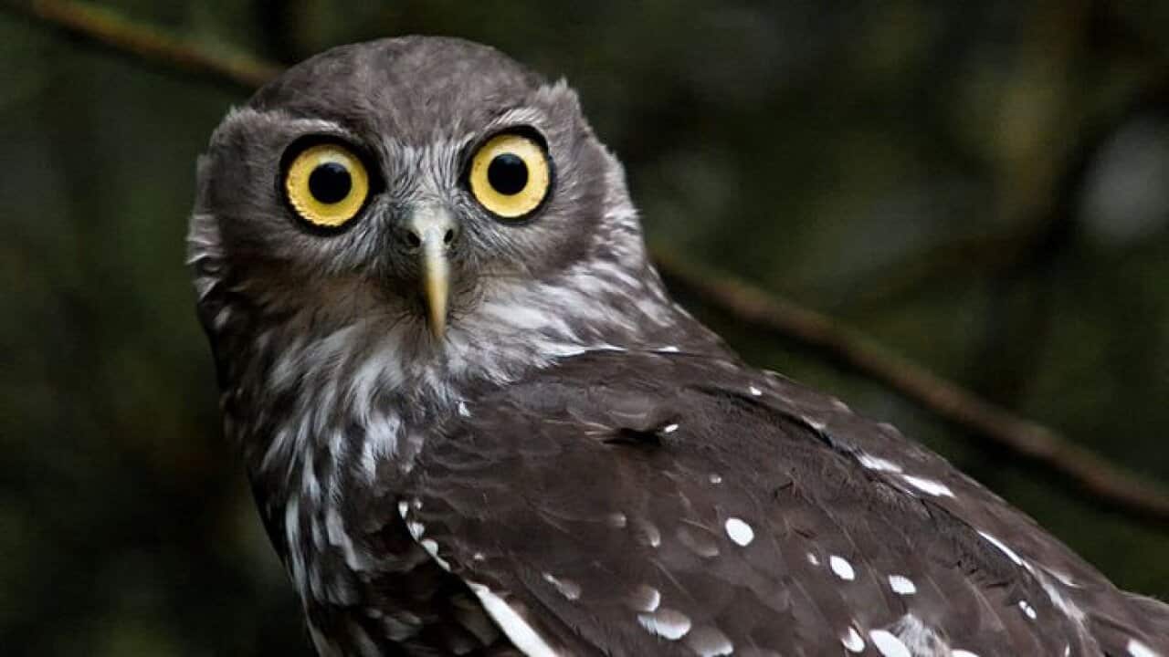 Wikimedia/Julie Edgley (C.C. BY A SA 2.0)