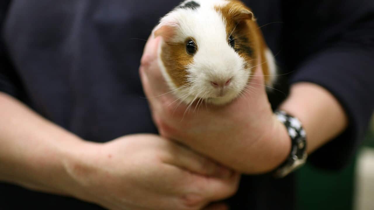 This zoo wants your pet guinea pig — as food for its predators