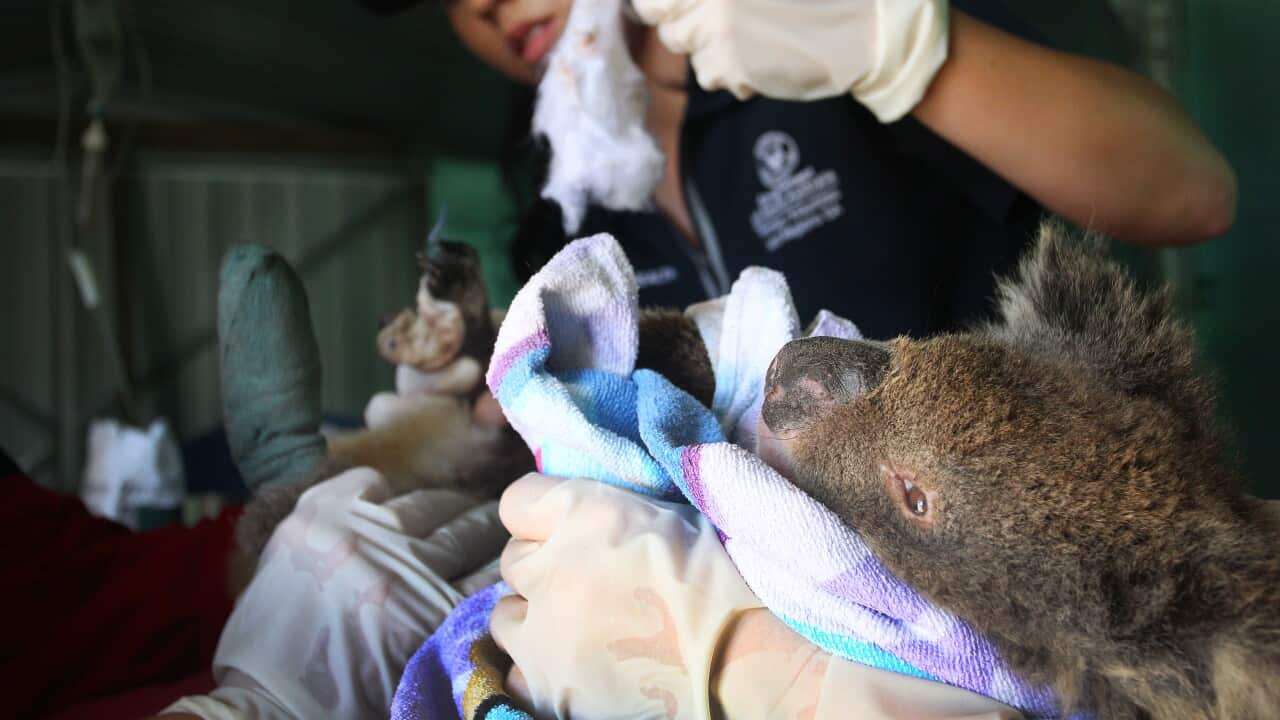 Veterinarian Angela Scott treats a koala for bushfire burns at the Kangaroo Island Wildlife Park on 8 January, 2020.
