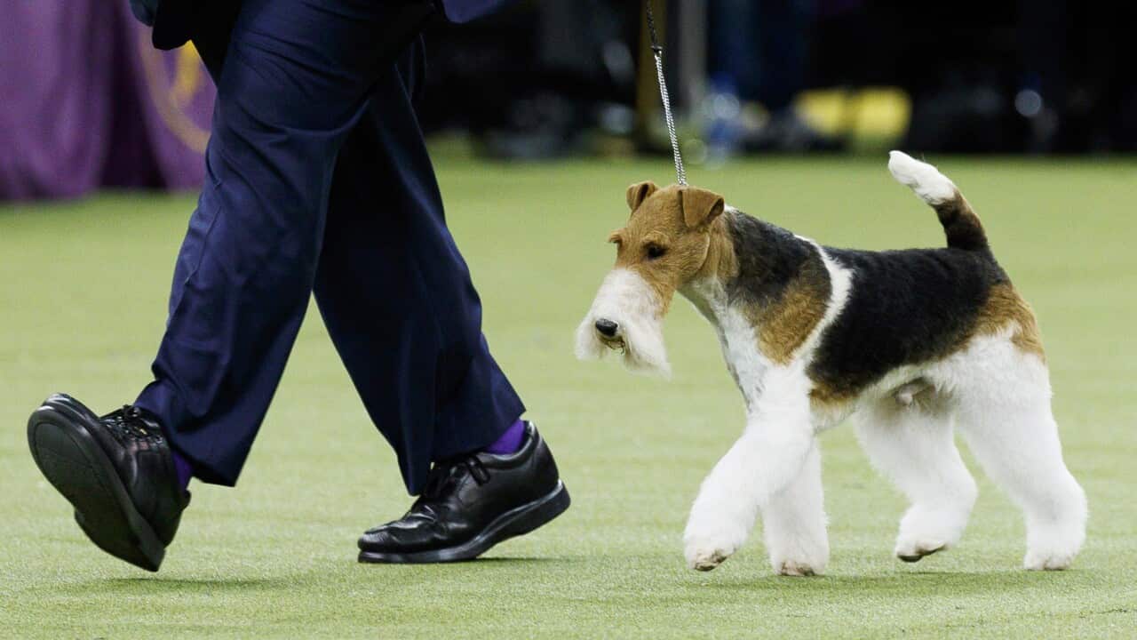 Westminster Kennel Club Dog Show at Madison Square Garden in New York