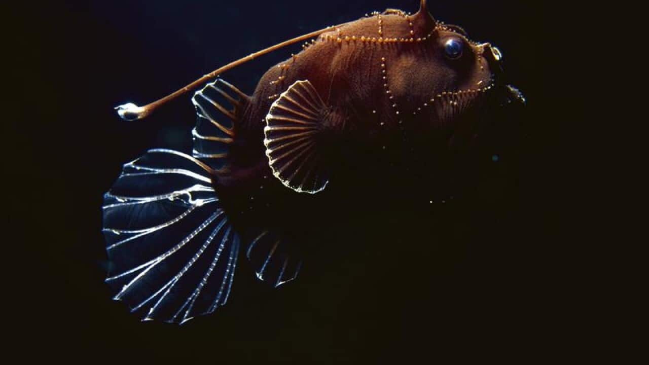 Deep-sea fish