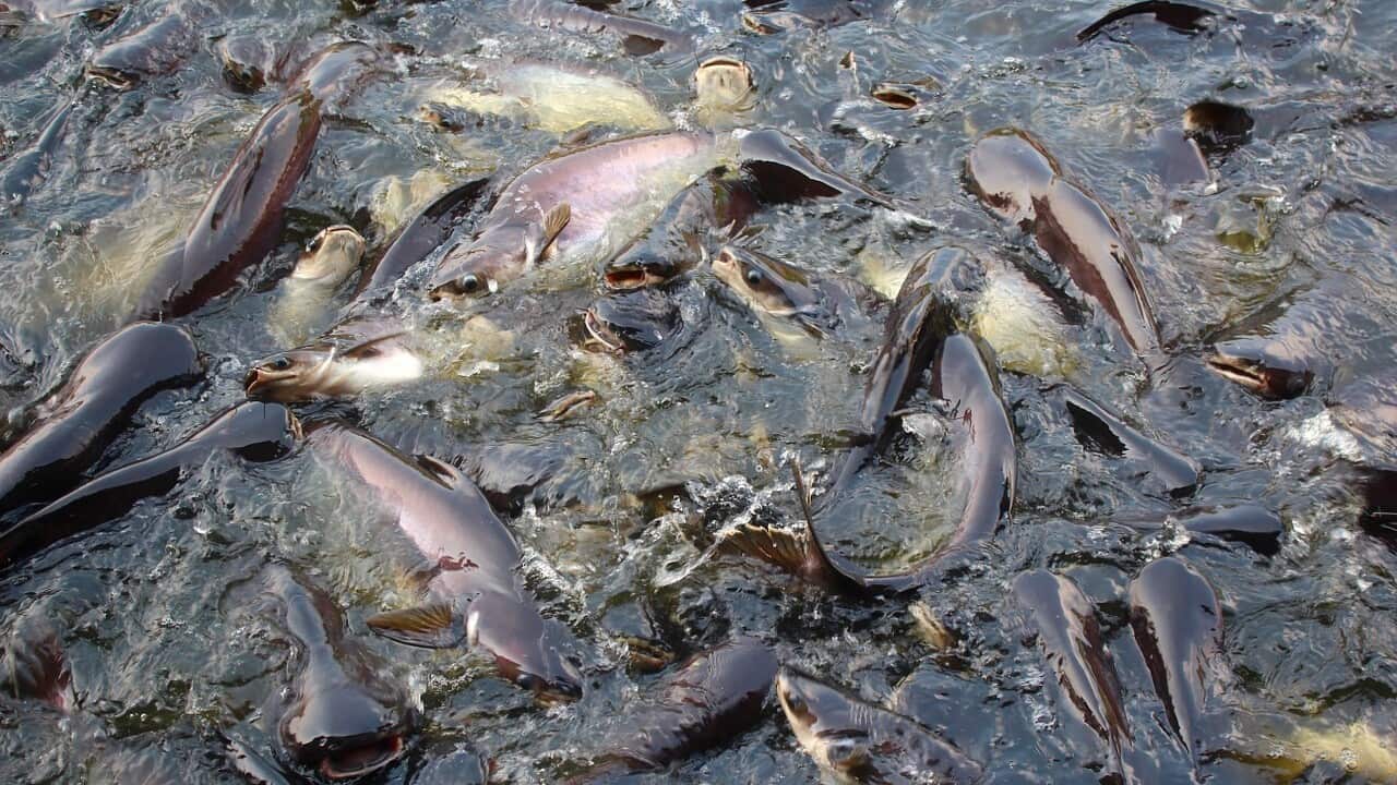 Carp are set to be destroyed by the herpes virus