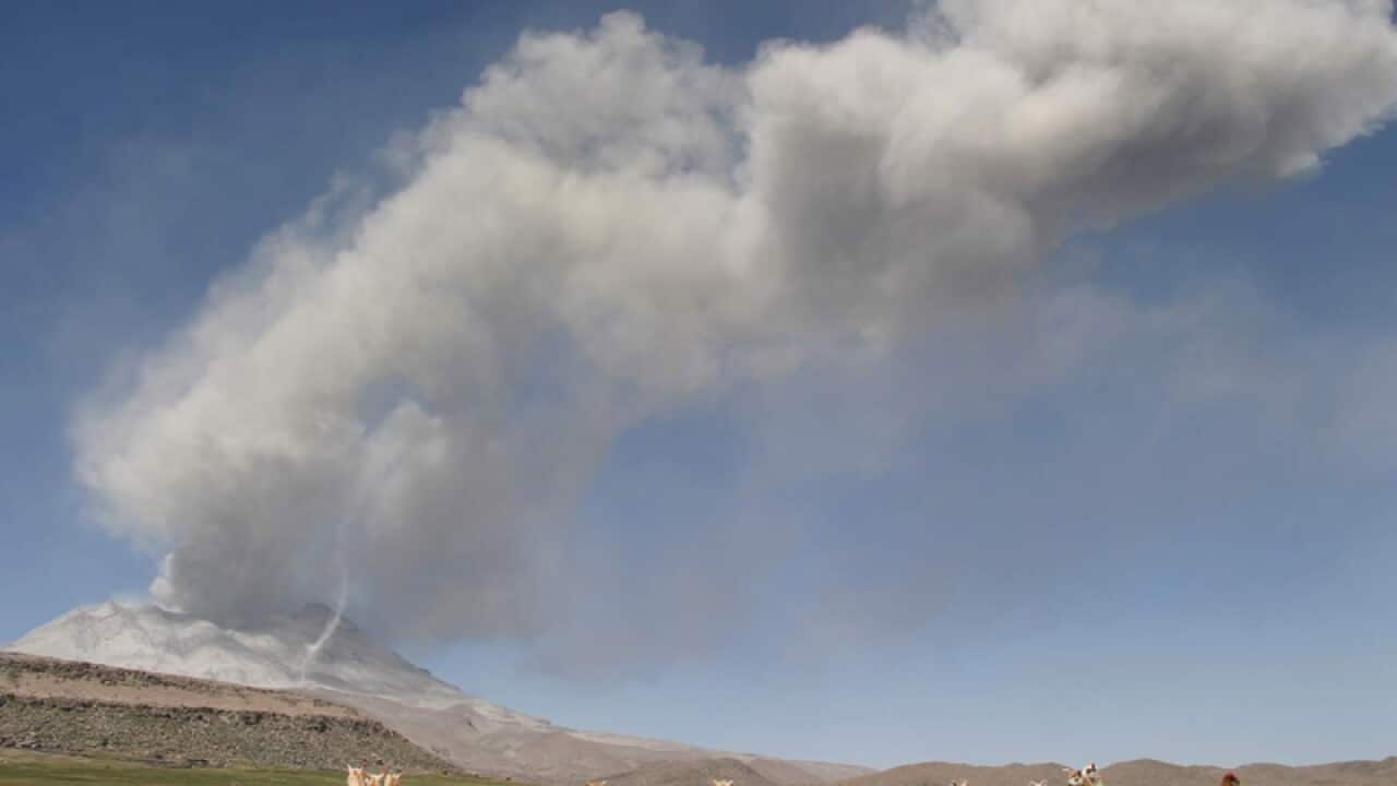 Alpacas run while the Ubinas volcano spews ash