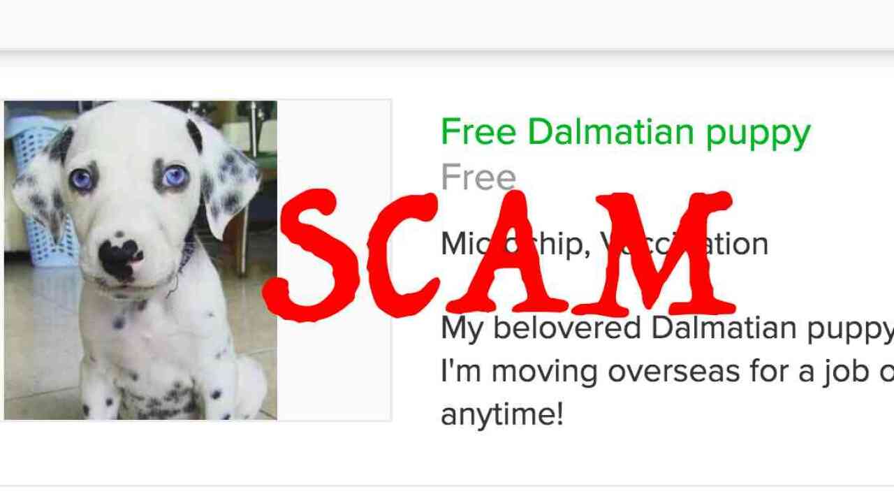 Scam