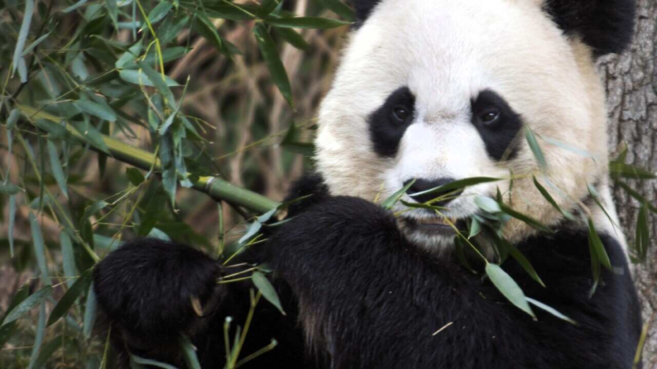 Mei Xiang, the female giant panda at the Smithsonian's National Zoo