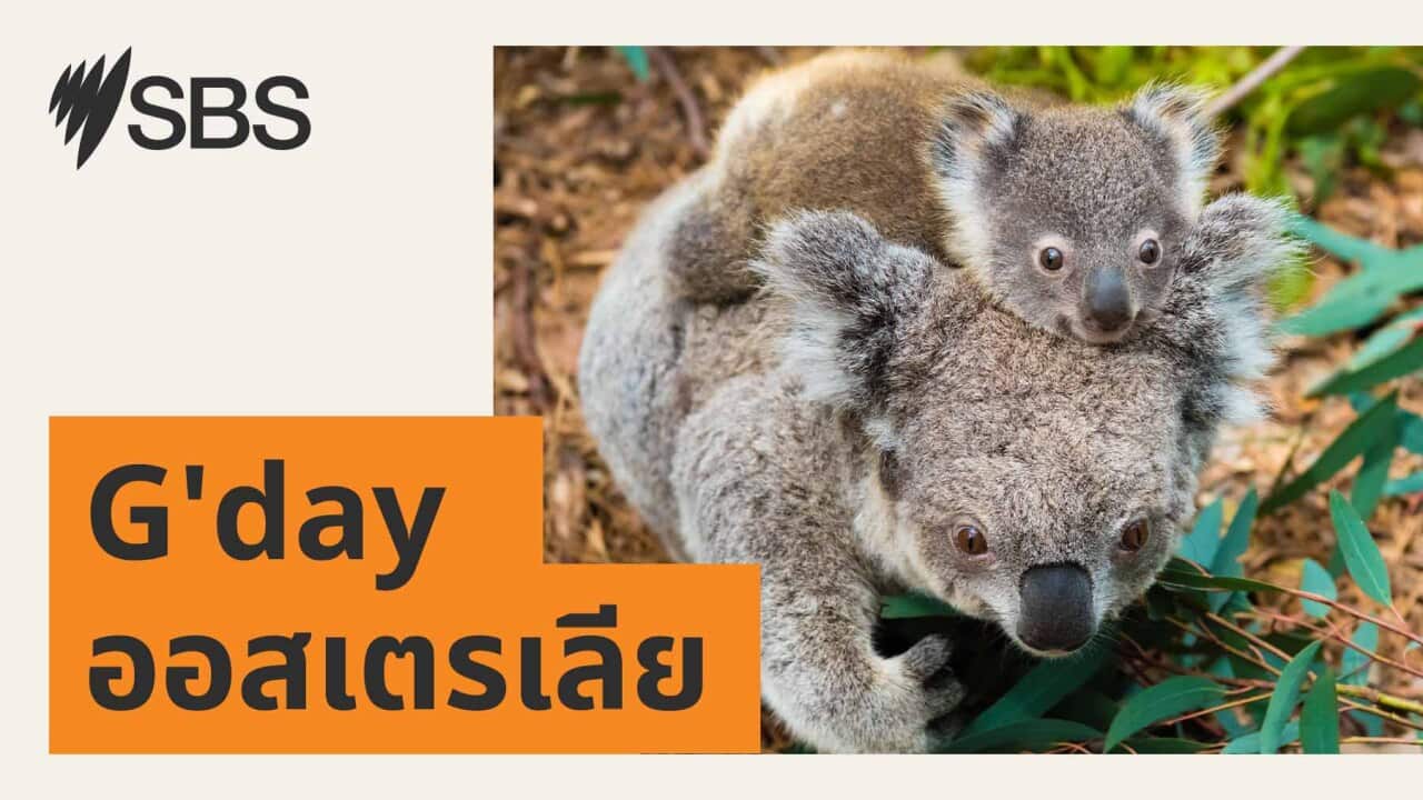Image for read more article 'เรื่องราวที่น่าสนใจจากเอสบีเอส ไทย'