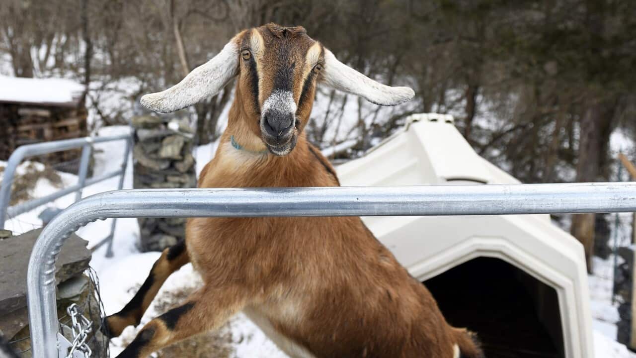 Lincoln the goat is now mayor.