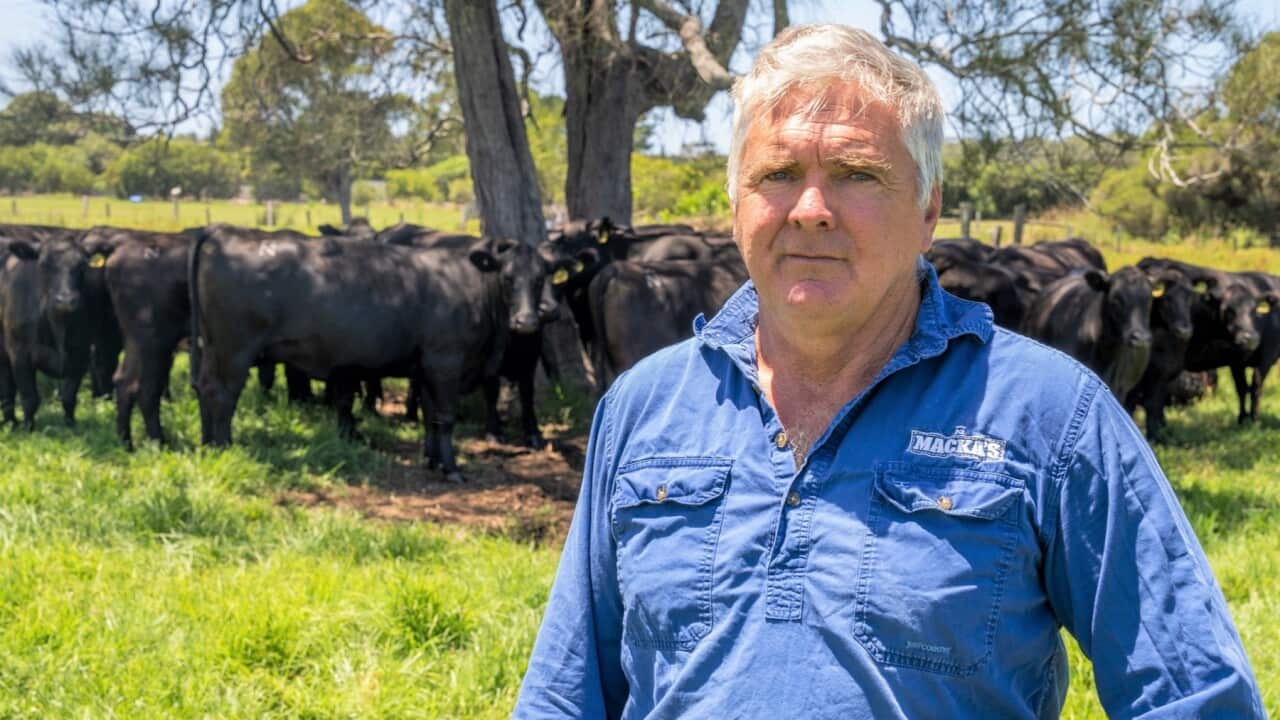 Australian beef producer Robert Mackenzie is among those impacted by new China tariffs (SBS Fulloon).jpg