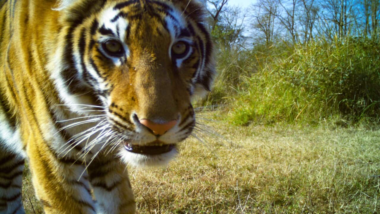 Tigers in Nepal