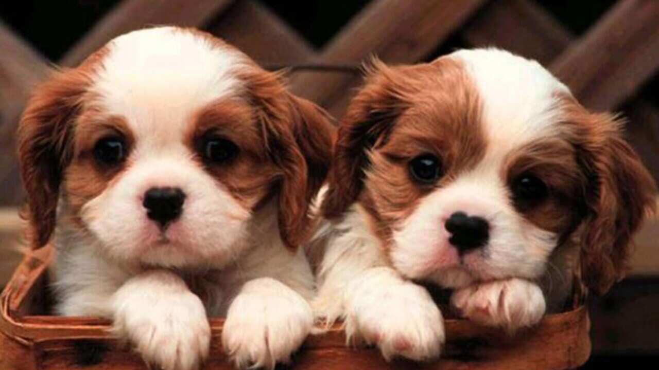 VICTORIAN PUPPY SCAM