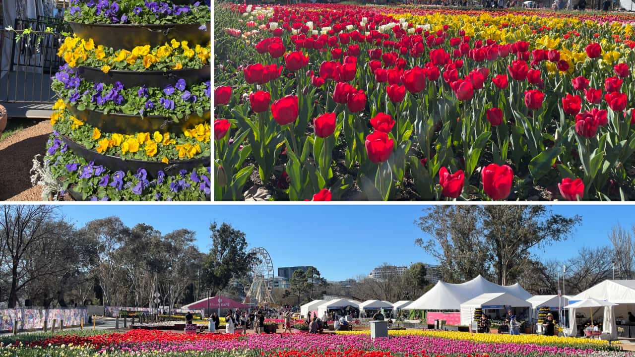 Australia Wide ACT Floriade 2025 by Emi Hazelwood