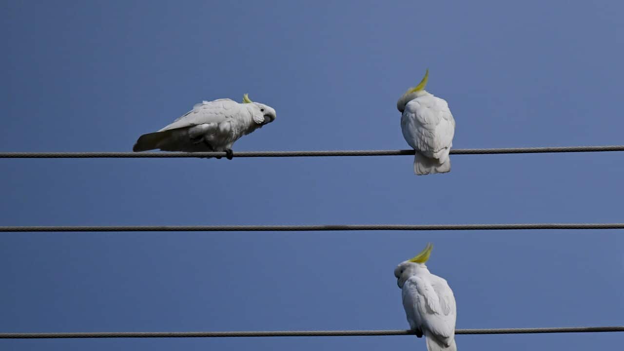 ELECTRICITY STOCK
