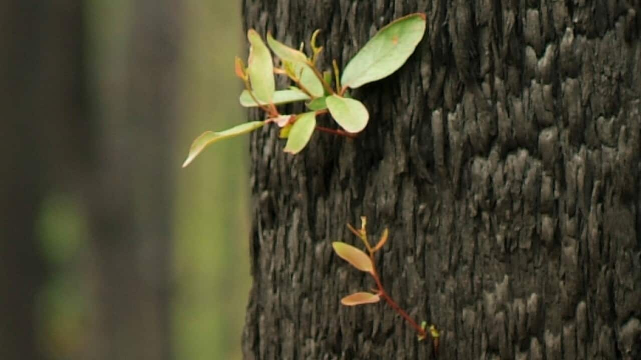 Leaves sprout from living tissue under the blackened bark of a burnt tree months after fire.