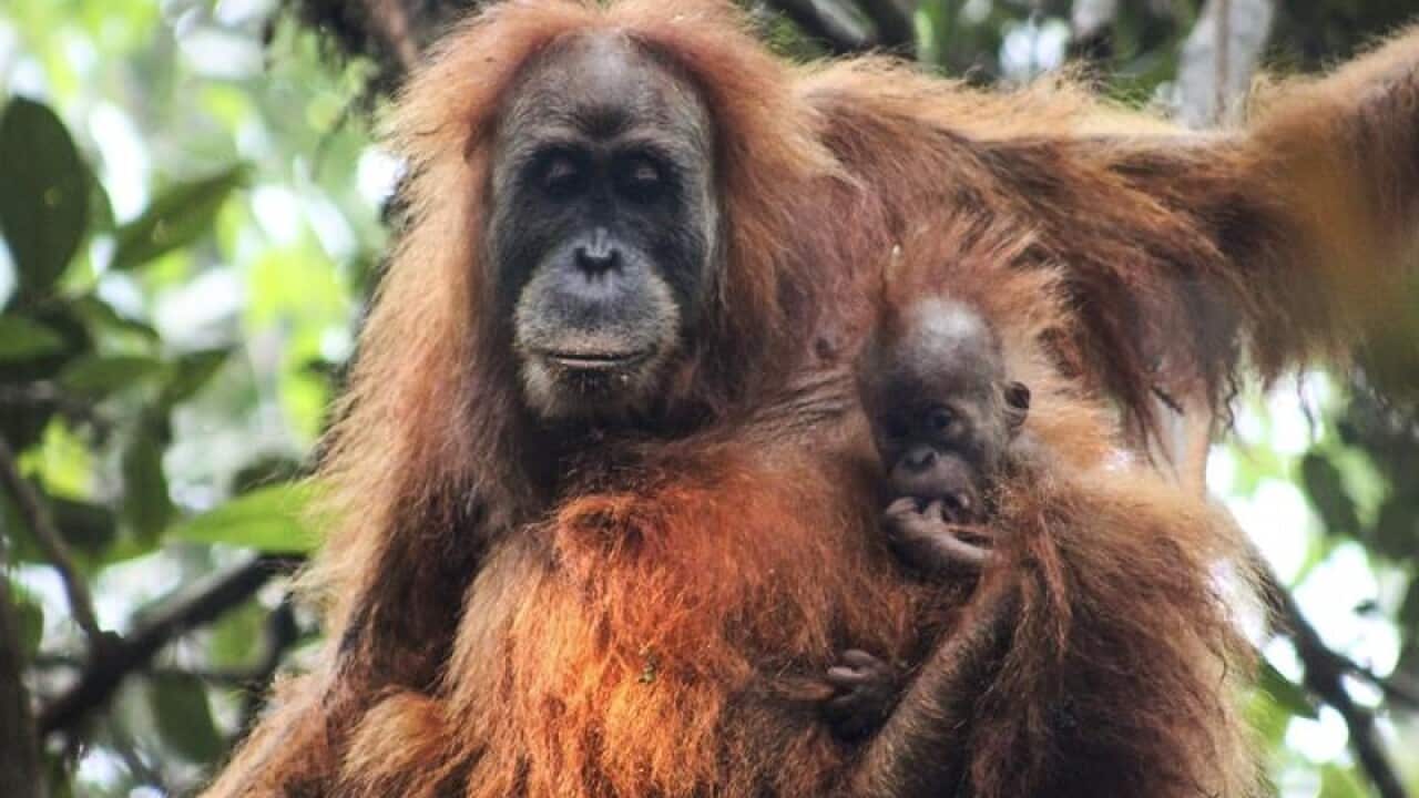 A Sumatran orangutan