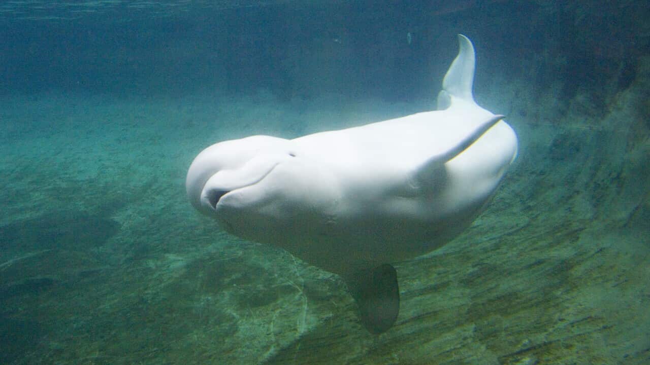 Beluga Whale (Delphinapterus leucas)